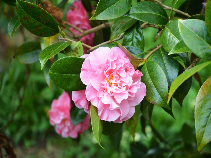 Camellia x  williamsii ‘Mona Jury’, flower. Caerhays Castle, Goran, Cornwall, United Kingdom.